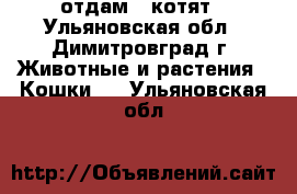 отдам 5 котят - Ульяновская обл., Димитровград г. Животные и растения » Кошки   . Ульяновская обл.